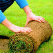 rolled lawns