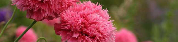 pink poppies
